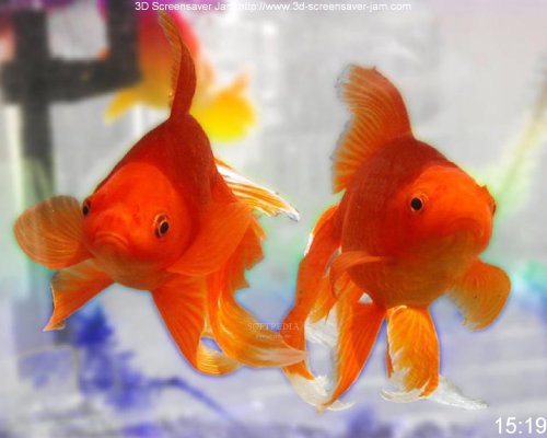 evil goldfish cartoon. free goldfish pictures